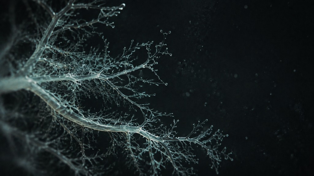Réseau biologique ramifié observé au microscope, illustrant la bioremédiation