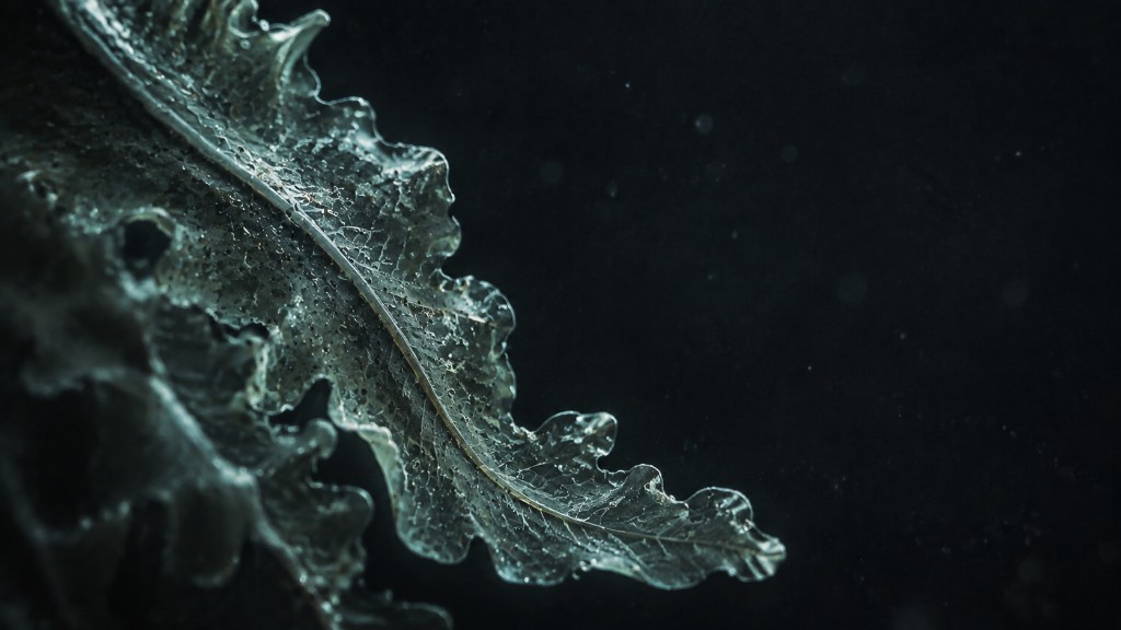 Structure végétale observée au microscope, illustrant la bioremédiation